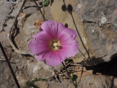 Alcea dissecta