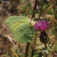 Centaurea hyalolepis