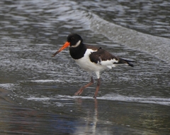 Haematopus ostralegus