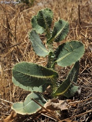 Lactuca aculeata