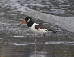 Haematopus ostralegus