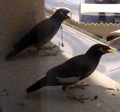 Acridotheres tristis