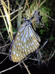 Tirumala septentrionis