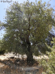 Pyrus syriaca