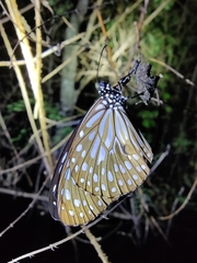 Tirumala septentrionis