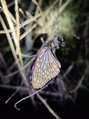 Tirumala septentrionis