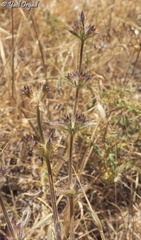 Stachys libanotica