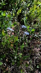 Myosotis decumbens