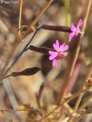 Silene damascena