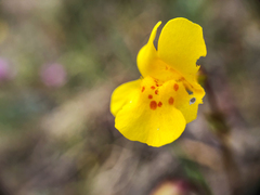 Erythranthe microphylla