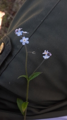 Myosotis decumbens
