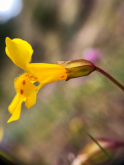Erythranthe microphylla