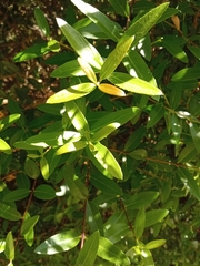 Phillyrea latifolia media