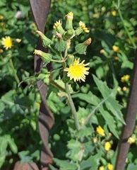 Sonchus oleraceus