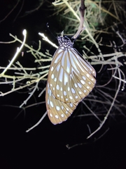 Tirumala septentrionis