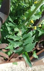 Sonchus oleraceus