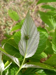 Nezara viridula