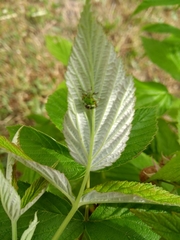 Nezara viridula