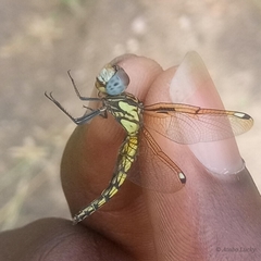 Palpopleura deceptor