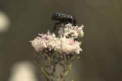 Leucocelis adspersa adspersa