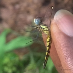 Palpopleura deceptor