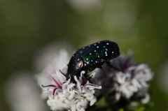 Leucocelis adspersa adspersa