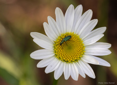 Chrysanthia geniculata