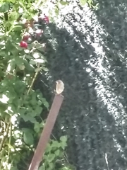 Phoenicurus ochruros