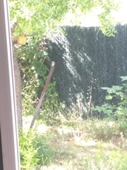 Phoenicurus ochruros