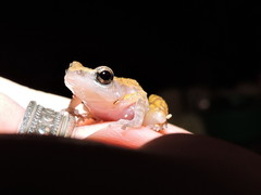 Eleutherodactylus modestus