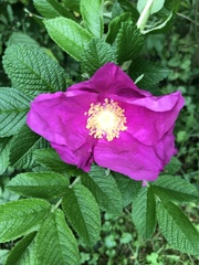 Rosa rugosa