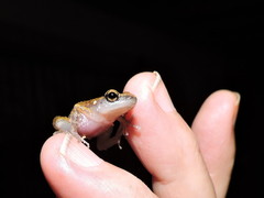 Eleutherodactylus modestus