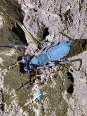 Thelyphonus sepiaris