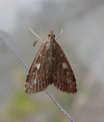 Udea olivalis