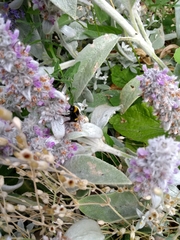 Bombus