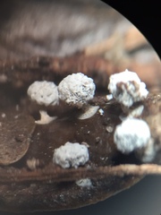 Didymium squamulosum