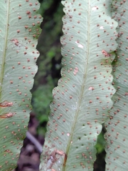 Dryopteris pseudosieboldii