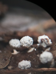 Didymium squamulosum