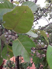 Terminalia bellirica