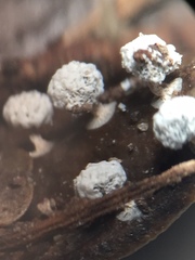 Didymium squamulosum