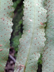 Dryopteris pseudosieboldii