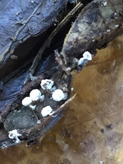 Didymium squamulosum
