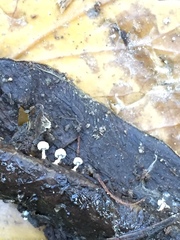 Didymium squamulosum
