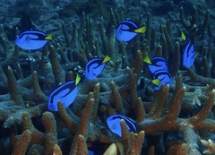 Paracanthurus hepatus