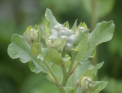 Arctium tomentosum