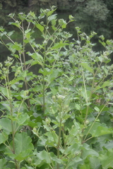 Arctium tomentosum