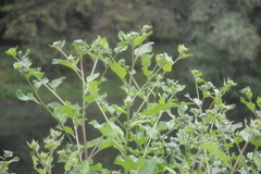 Arctium tomentosum