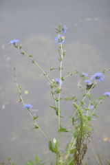 Cichorium intybus