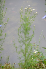 Tripleurospermum inodorum