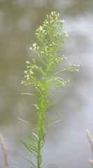 Erigeron canadensis